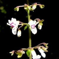 Isodon nigrescens (Benth.) H.Hara